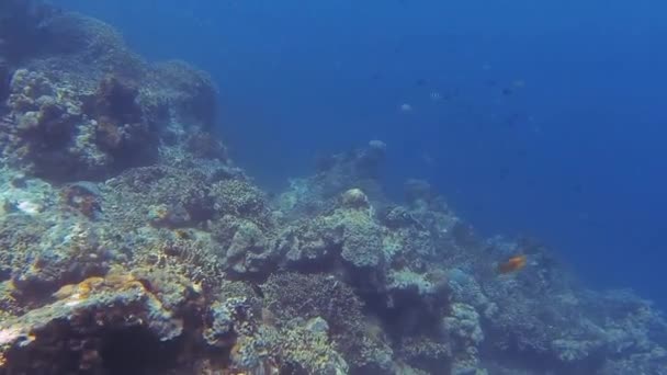 Πολλά Μικρά Ψάρια Στο Κοράλλι Της Θάλασσας Στο Μπαλί — Αρχείο Βίντεο