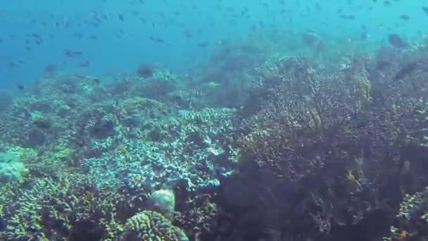 Tausend Kleine Fische Meer Beim Tauchen — Stockvideo