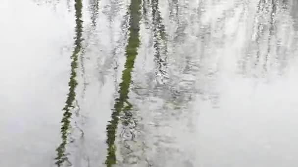 Agua Arroyo Con Reflejo Bosque — Vídeos de Stock