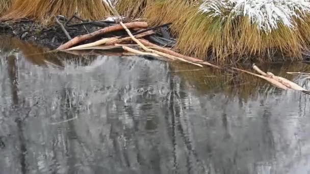 Golven Met Sneeuw Het Water Een Moeras Winter — Stockvideo