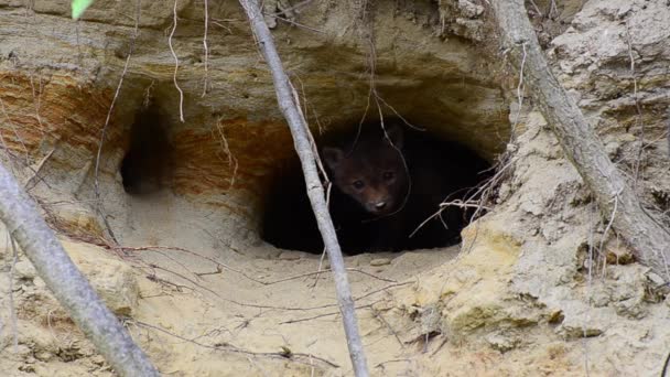 砂の穴の洞窟の中の若いオオカミ — ストック動画
