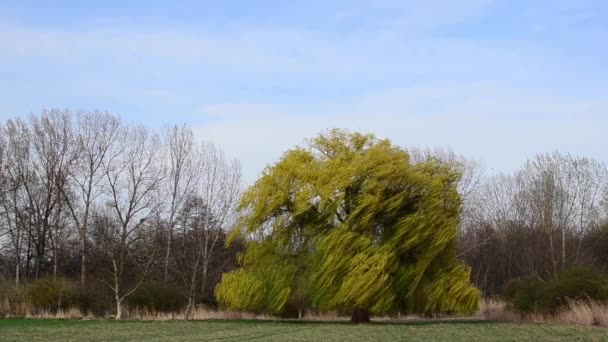 Cinemagraph Velké Pláč Vrba Větru Přírodě — Stock video