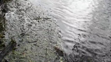 Sinema bataklığı doğada dalgalarla