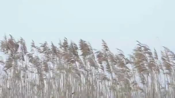 冬季风中的芦苇 — 图库视频影像