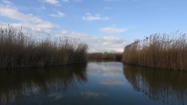 Lac Avec Roseaux Vagues Sous Ciel Bleu Avec Des Nuages — Video