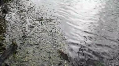 Doğada dalgalar olan bataklık bölgesi.