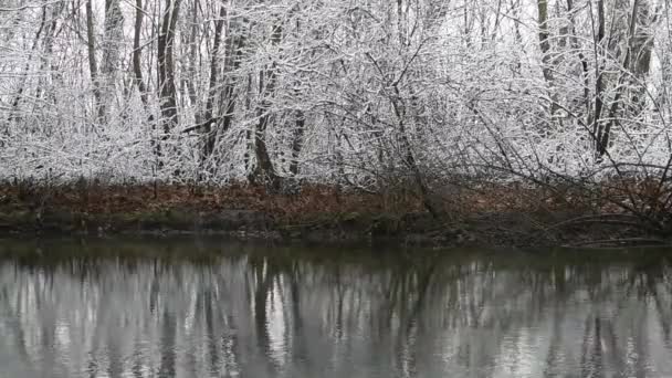 Ήσυχο Ρυάκι Χειμώνα Παγωμένα Δέντρα — Αρχείο Βίντεο
