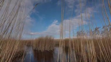 Sazlıkların ve mavi gökyüzü ile sığ gölün zaman akışı