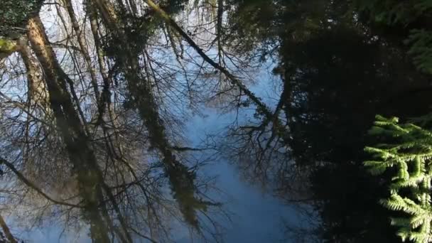 自然界に木々がある小川での時間の経過反射 — ストック動画