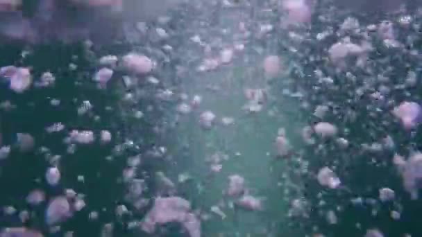 Gelembung Udara Kecil Dari Menyelam Ketika Menyelam Danau Musim Panas — Stok Video