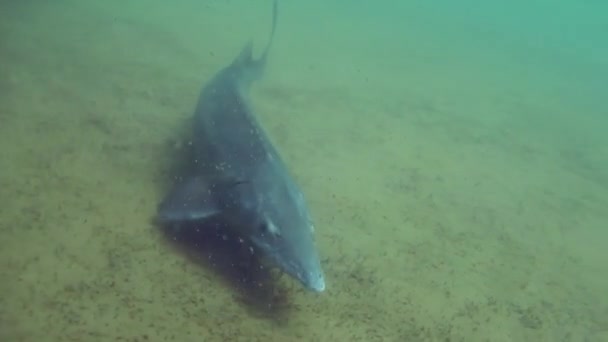 Turgeon Vis Zwemt Bodem Van Een Meer Zomer — Stockvideo