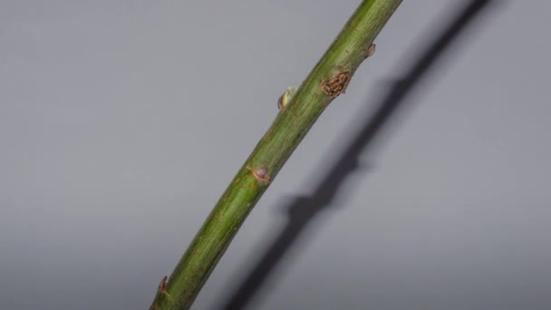 Lasso Tempo Fioritura Catkins Primavera Primo Piano — Video Stock