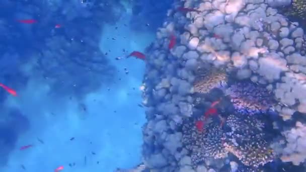 Mira Profundidad Azul Con Muchos Peces Corales Mientras Buceas Mar — Vídeo de stock