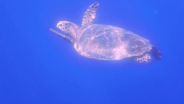 Sea Turtle Swims Blue Water While Diving Egypt Vacation — Stock Video