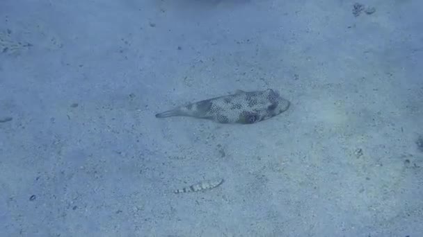 Mancha Branca Pufferfish Encontra Fundo Oceano Quando Mergulho Egito Férias — Vídeo de Stock