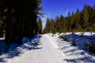 Kışın çam ağaçları ve mavi gökyüzü arasında çok kar olan yol.