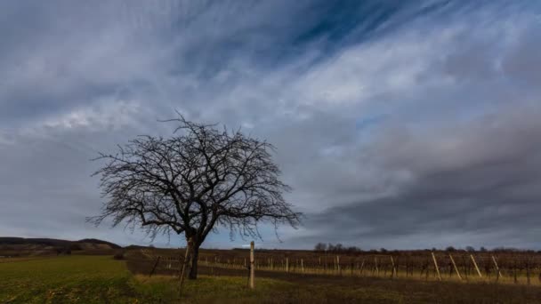 冬天徒步旅行时葡萄园和云彩中一棵大树的时间流逝 — 图库视频影像