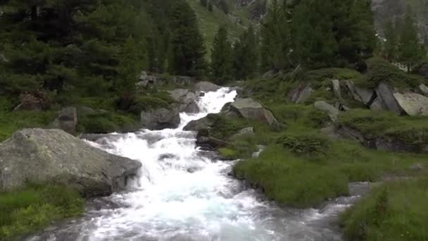 Gorgeous Wild Roaring Torrent Many Green Plants While Hiking Summer — Stock Video