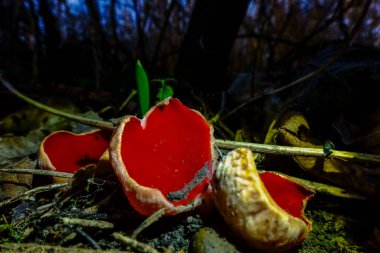 Taze kırmızı bardak mantarı İlkbaharda ormanda