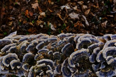 Baharda ağaç gövdesinde renkli mantarlar