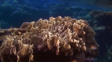 Mısır 'da tatilde kızıl denizde dalarken inanılmaz renkli mercanlar.