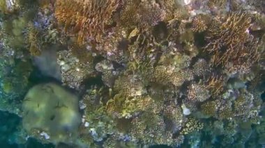 Güneş ışığından yansıyan rengarenk mercanlar dalgıçlık yaparken