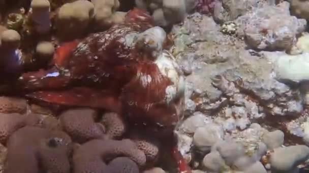 Удивительный Большой Красный Осьминог Бежит Прячется Между Красочными Кораллами Египте — стоковое видео