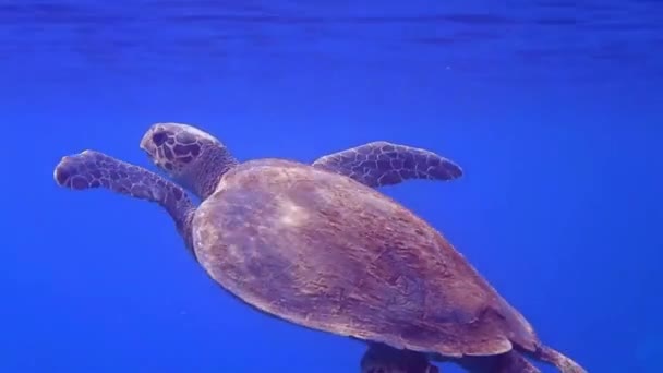 Sorprendente Tartaruga Subacquea Nuota Sempre Superficie Respirare Egitto — Video Stock