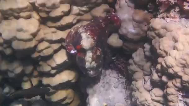 Великий Червоний Восьминогий Біжить Над Чудовими Коралами Під Час Засніження — стокове відео