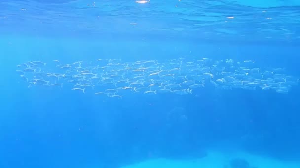Μεγάλο Σχολείο Των Ψαριών Μεγάλο Στόμα Macerel Στη Γαλάζια Θάλασσα — Αρχείο Βίντεο