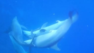 Mavi denizde sevişen ve sonra su yüzüne çıkan yunuslarla dalış.