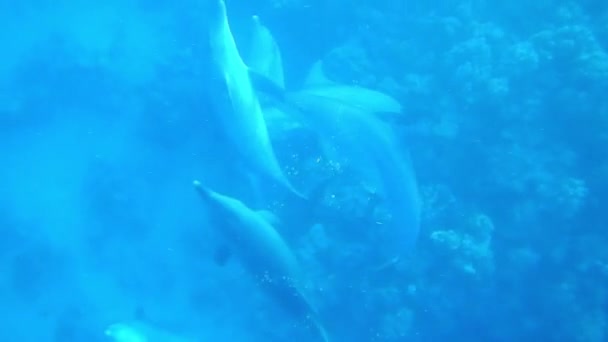 Delfiny Zakłócane Podczas Kochania Się Głębinach Morza — Wideo stockowe