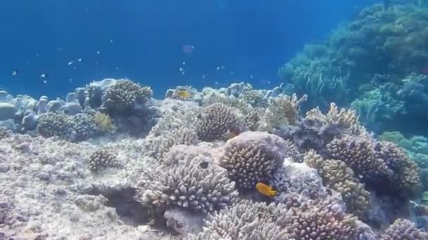 Diving over beautiful corals in blue water of the red sea — Stock Footage Diving Beautiful Corals Blue Water Red Sea Stock Video
