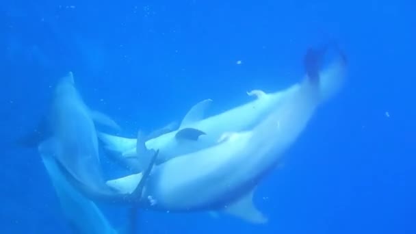 Bucear Con Delfines Que Hacen Amor Mar Azul Luego Salir — Vídeos de Stock