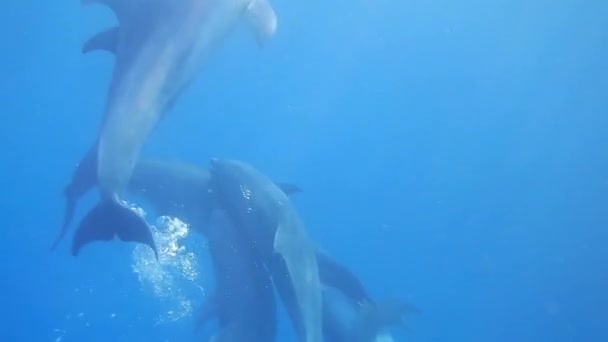 エジプトでダイビングしながら青い海で愛を作るイルカ — ストック動画