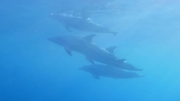 Δελφίνια Κολυμπούν Πολύ Κοντά Ενώ Ψαροντούφεκο Στην Αίγυπτο — Αρχείο Βίντεο