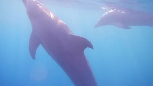 Four Dolphins Come Depth Surface Disappear Again — Stock Video