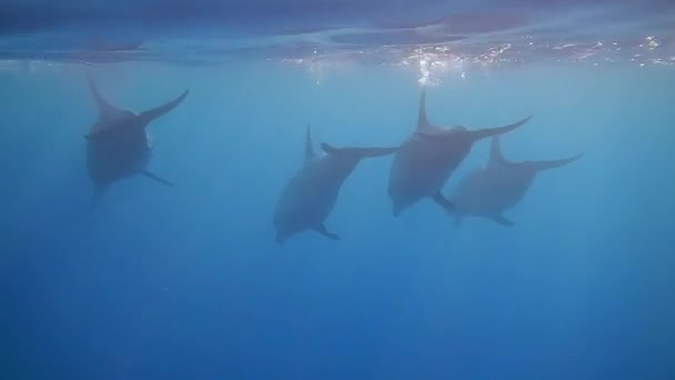 Vier Dolfijnen Aan Oppervlakte Heel Dichtbij Tijdens Het Snorkelen — Stockvideo