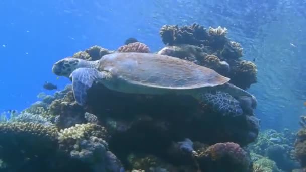 Tortuga Carey Cierne Sobre Hermosos Corales Mar Egipto Mientras Bucea — Vídeo de stock