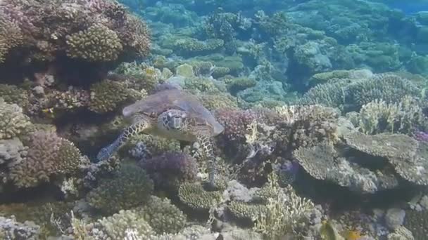 Tortuga Carey Cierne Sobre Hermosos Corales Mientras Bucea Mar Rojo — Vídeo de stock