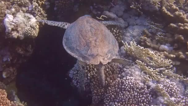 바다거북은 여름에 잠수하면서 아름다운 떠다니고 — 비디오