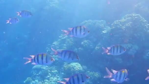 在蓝色的埃及海 成群的温热的军士长在捕鱼 — 图库视频影像
