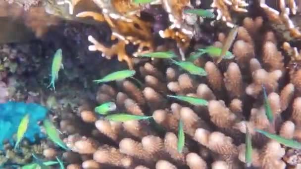 Piccoli Pesci Verdi Corallo Cerebrale Nel Mare Rosso Egiziano — Video Stock