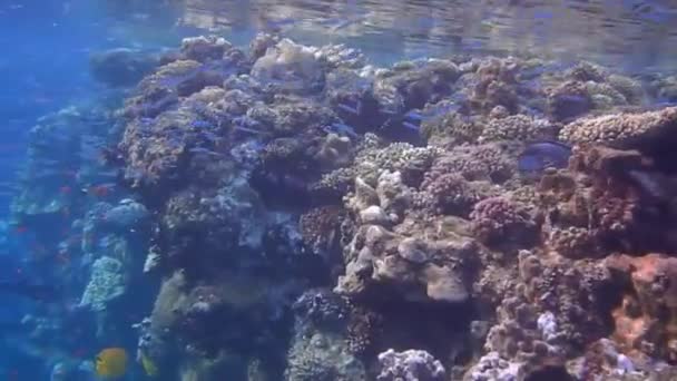 Sekolah Besar Indopazific Sersan Ikan Melayang Air Laut Biru Egypt — Stok Video