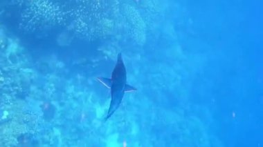 Mısırda dalgıçlık yaparken mavi bir kuşun peşinde.