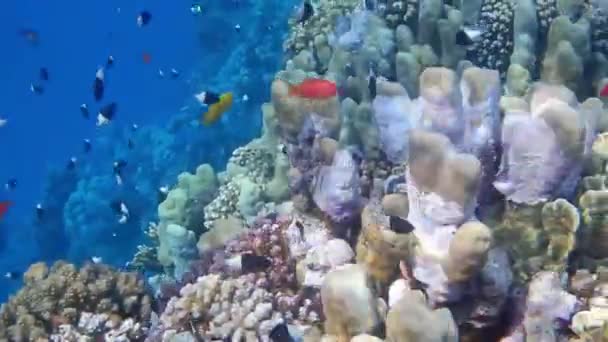 Много Маленьких Разноцветных Рыбок Вокруг Кораллов Egypt Отдыхе — стоковое видео