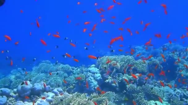 Veel Verschillende Kleurrijke Visjes Het Blauwe Water Van Rode Zee — Stockvideo