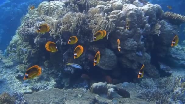 Veel Gele Vlinder Vis Bij Koralen Een Grote Ster Kogelvis — Stockvideo