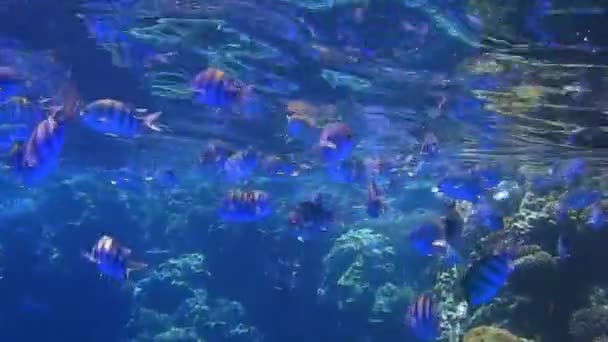 Many indopazific sergeant fishes in blue water while diving in egypt on vacation — Stock Footage Many Indopazific Sergeant Fishes Blue Water While Diving Egypt Vacation Stock Footage