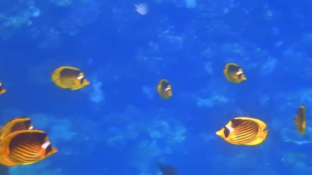 Σχολείο Των Ψαριών Κίτρινη Πεταλούδα Ρέει Στο Νερό Στη Θάλασσα — Αρχείο Βίντεο